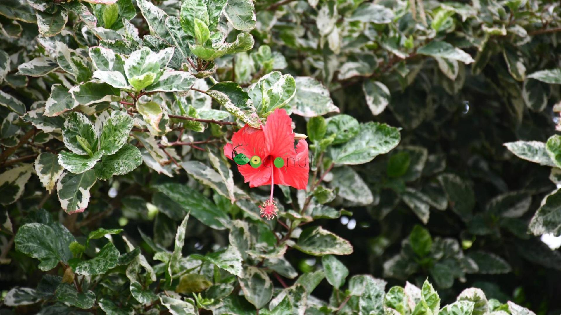 O Logis Du Morne Jacob "Coco", Le Morne-Rouge Martiniqueアパートメント エクステリア 写真