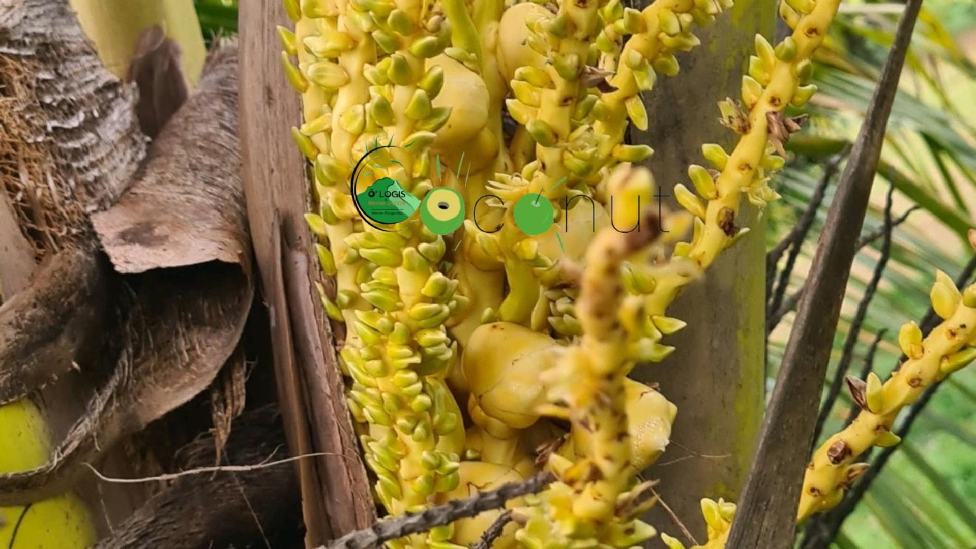 O Logis Du Morne Jacob "Coco", Le Morne-Rouge Martiniqueアパートメント エクステリア 写真